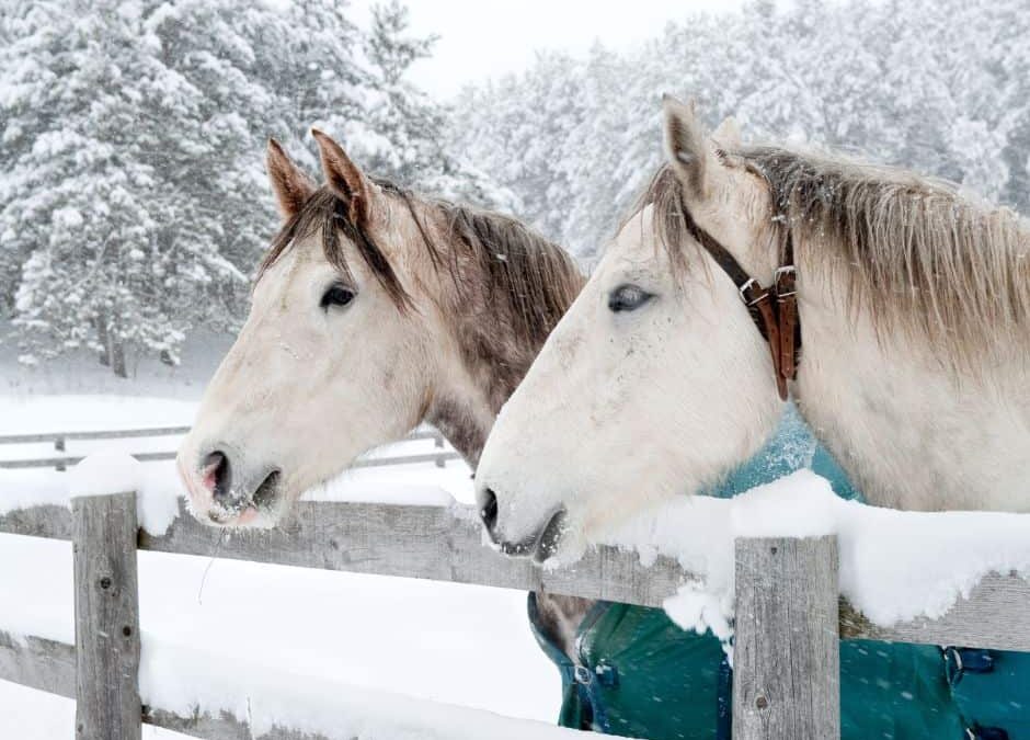 Caring for Livestock During Winter Temperatures
