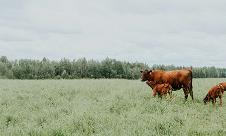 Brown cow with calf standing in a green pasture under cloudy sky - widenerins.com