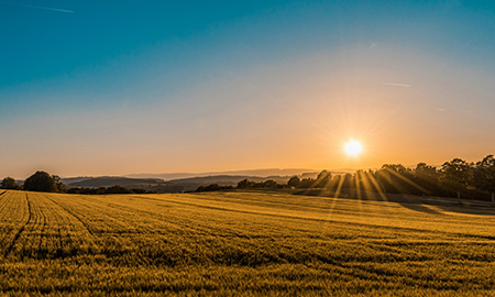 Golden wheat field at sunset with sun rays over rolling countryside - widenerins.com